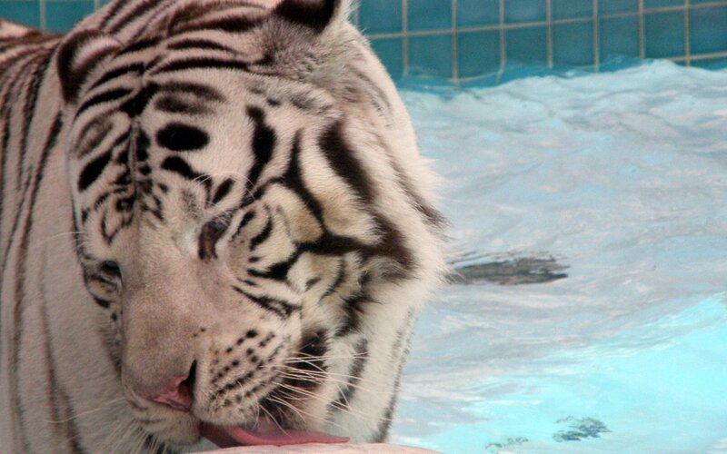 white tiger by pool