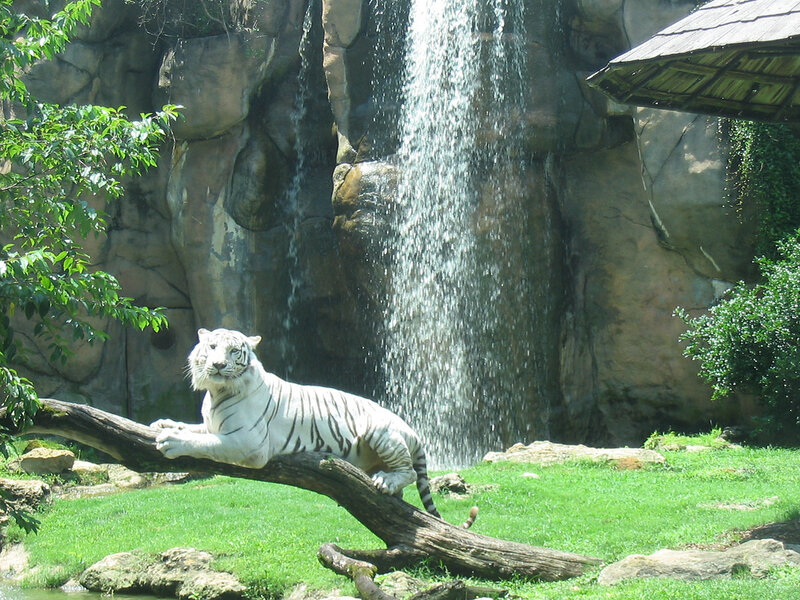 White tiger by waterfall
