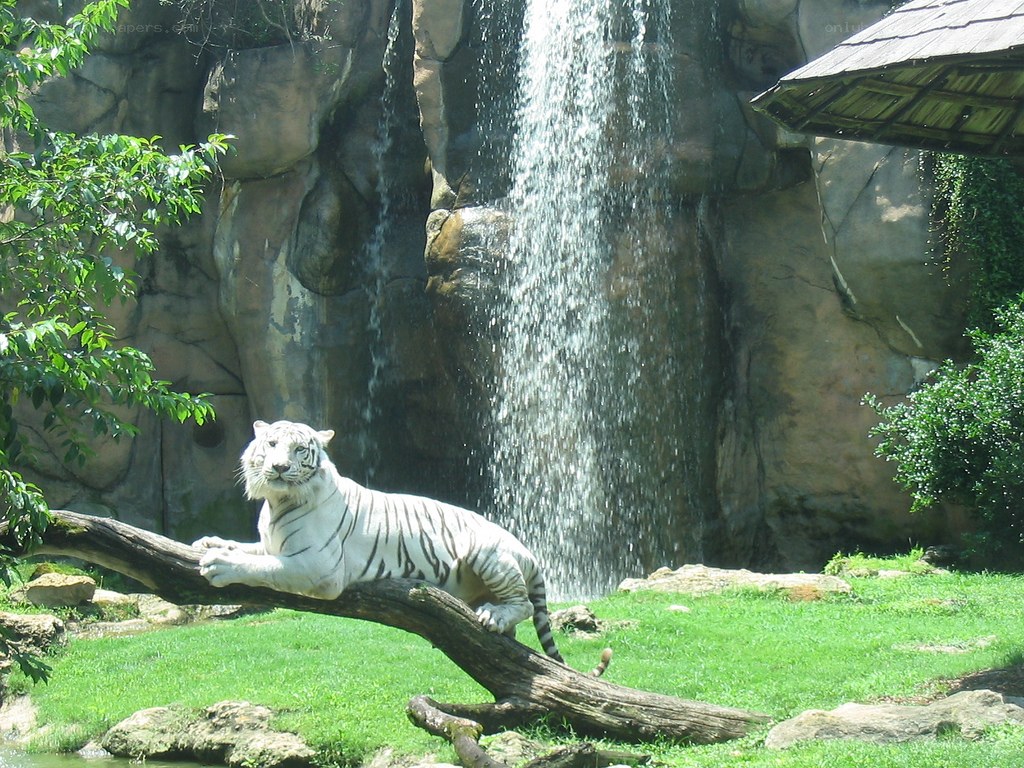 White tiger by waterfall