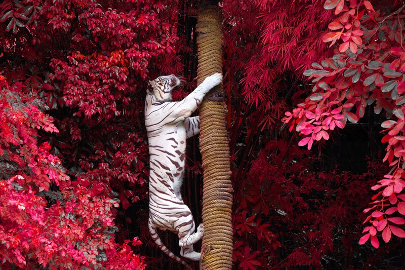 White Tiger Climbing Pole — Red, Dramatic