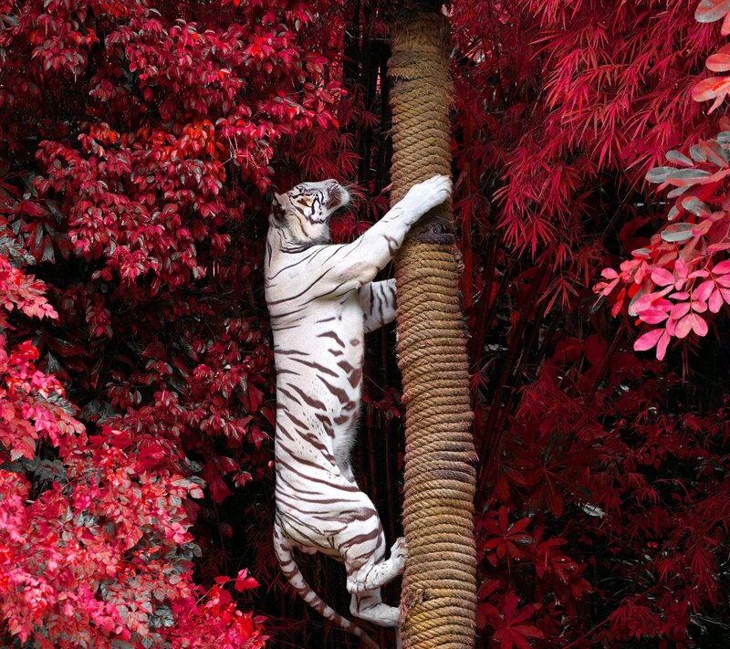 White Tiger Climbing Pole — Red