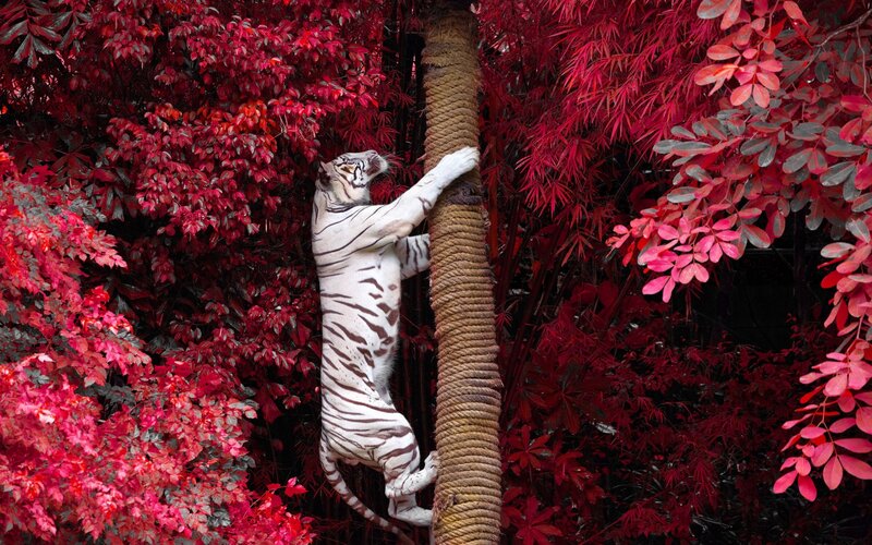 White Tiger Climbing Pole