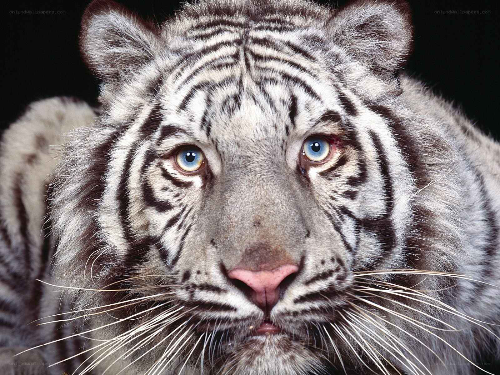 white tiger close-up portrait