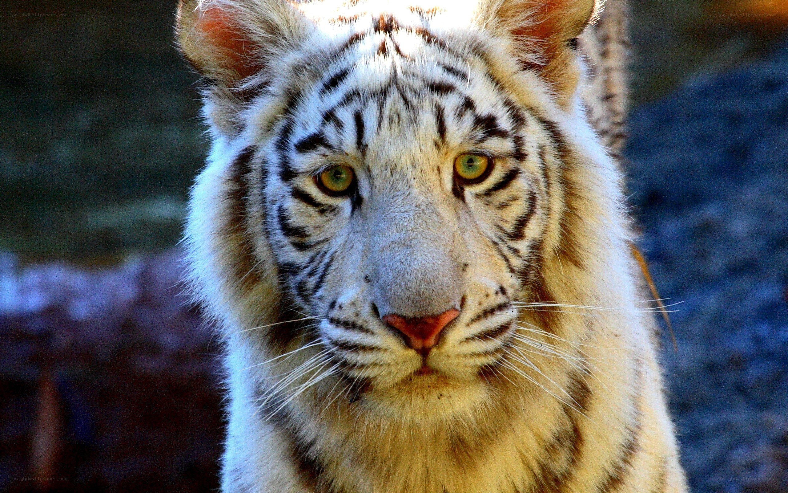 white tiger close-up portrait