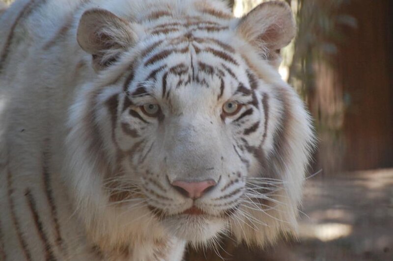 white tiger close-up