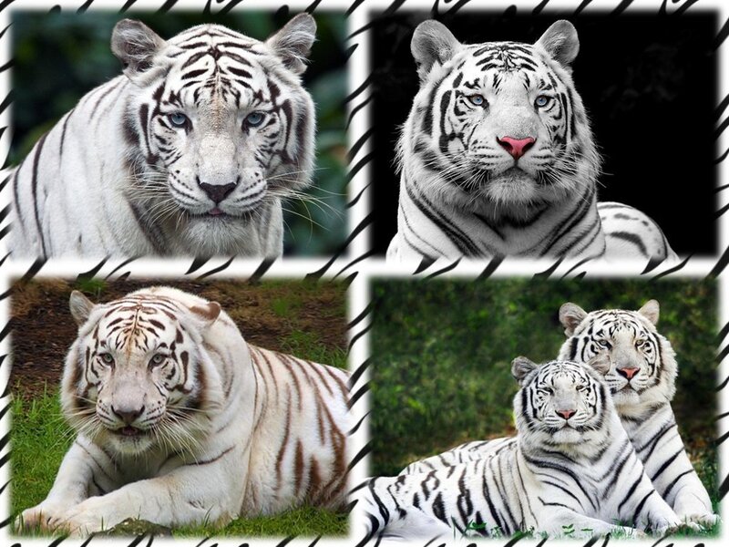 White tiger collage