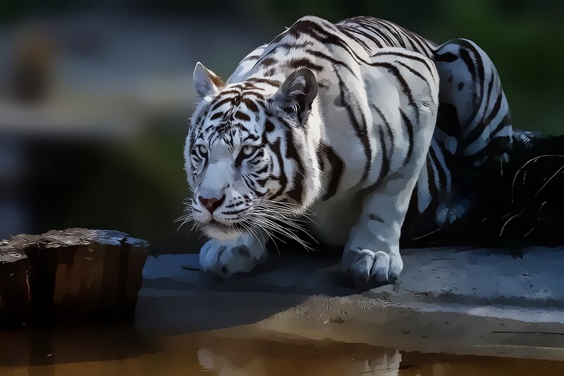 White Tiger Crouching — Dramatic, Digital Art