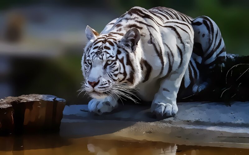 White Tiger Crouching — Dramatic