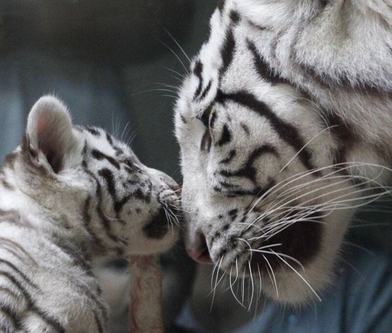 White Tiger Cub and Adult