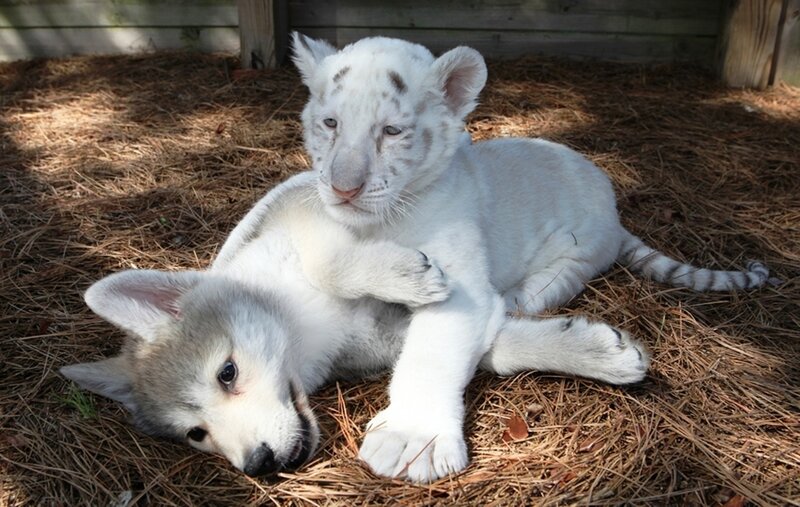 White Tiger Cub and Wolf Pup