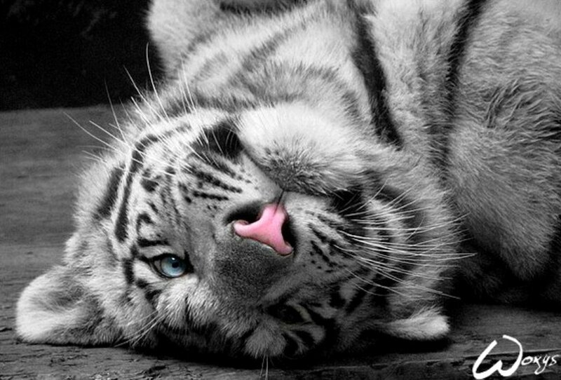 White Tiger Cub — Black