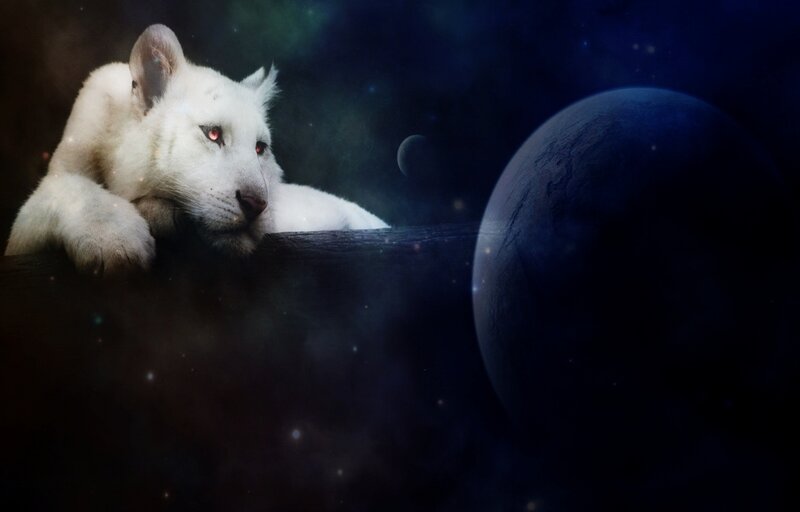 White Tiger Cub — Blue, Dramatic