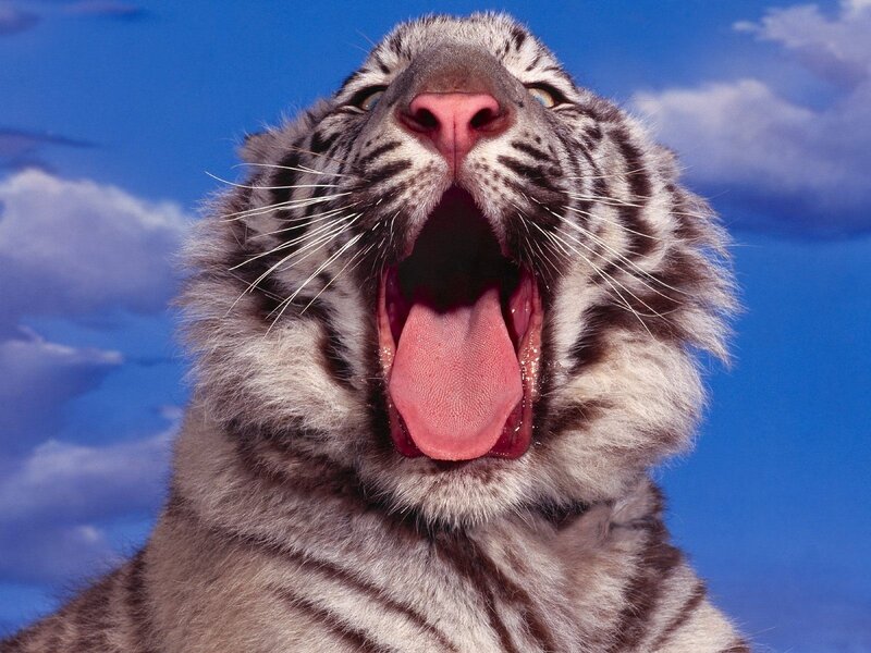 White Tiger Cub — Blue, Vibrant