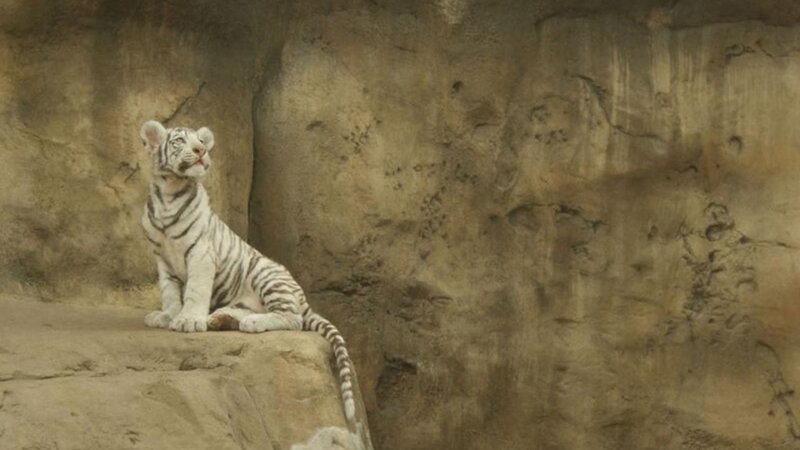 White Tiger Cub — Brown, Calm, Photograph