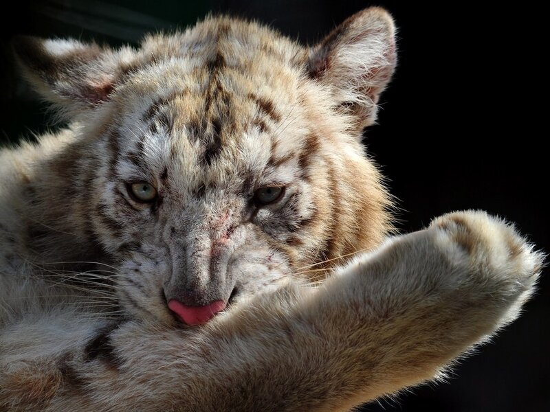 White Tiger Cub — Brown, Intense