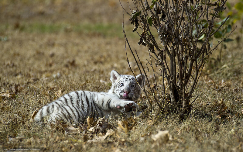 White Tiger Cub — Brown, Playful, Afternoon