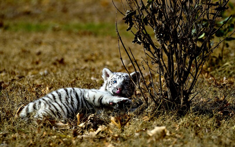 White Tiger Cub — Brown, Playful