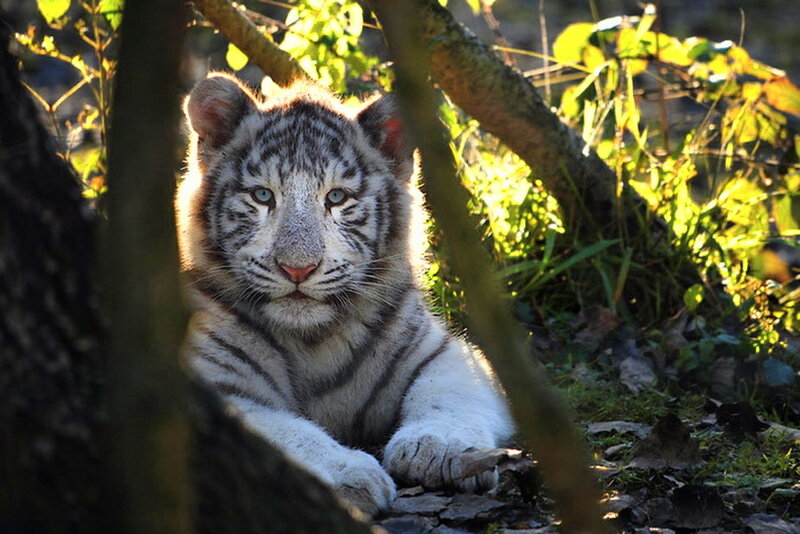 White Tiger Cub — Calm, Afternoon, Photograph