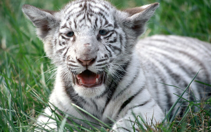 White Tiger Cub — Calm, Afternoon