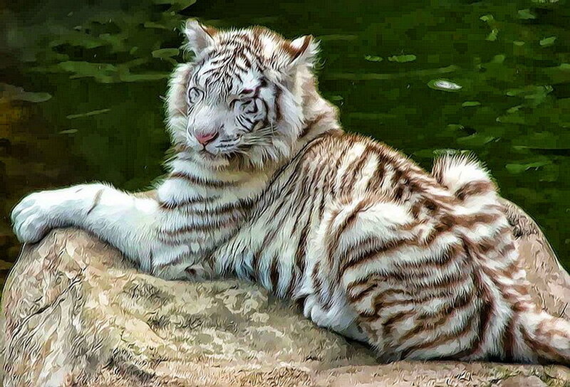 White Tiger Cub — Calm, Digital Art