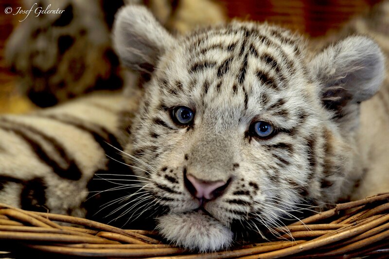 White Tiger Cub — Calm, Photograph, Basket