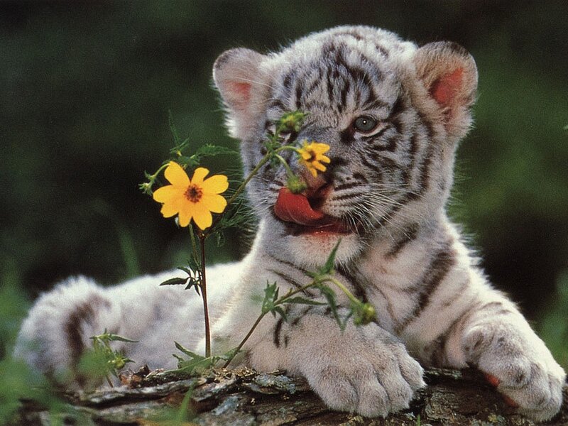 White Tiger Cub — Calm, Photograph, Flower, Log