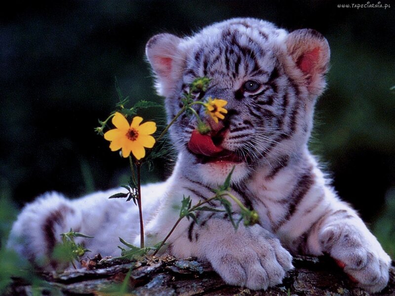 White Tiger Cub — Calm, Photograph, Flower