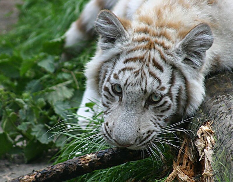 White Tiger Cub — Calm, Photograph, Grass, Log