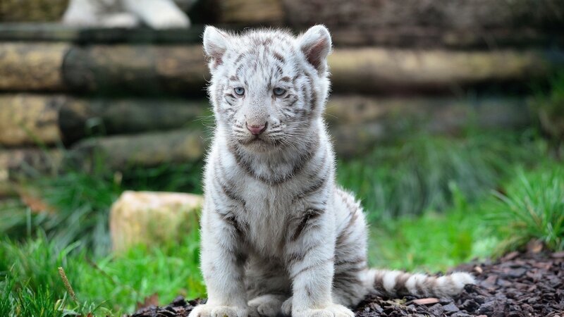 White Tiger Cub — Calm, Photograph, Grass, Logs, Mulch
