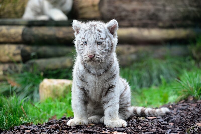 White Tiger Cub — Calm, Photograph, Grass, Logs
