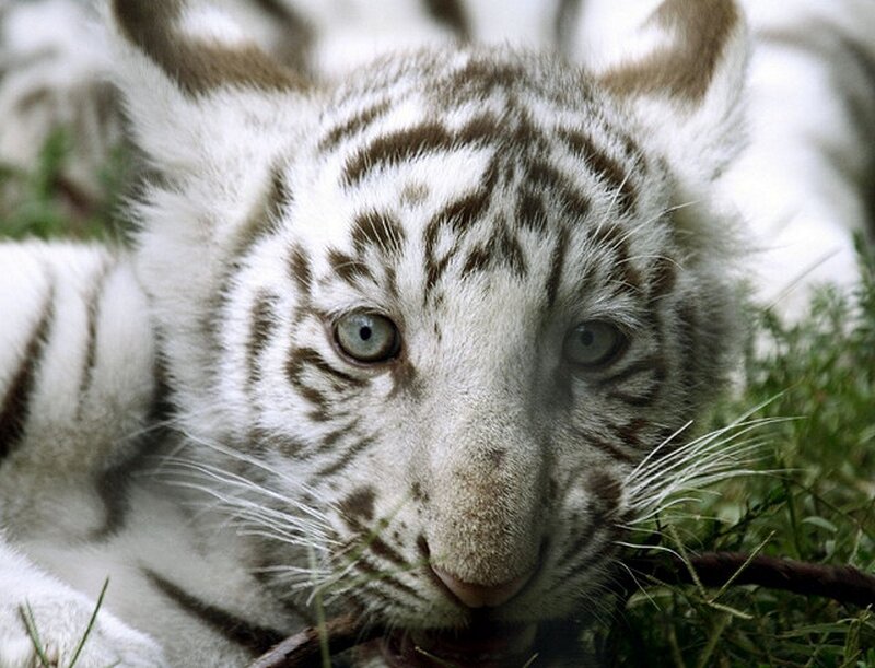 White Tiger Cub — Calm, Photograph, Grass