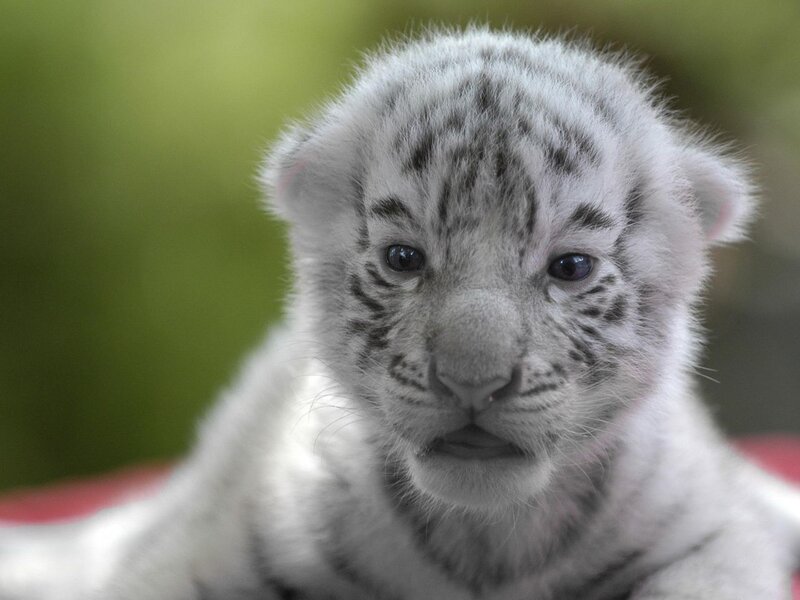 White Tiger Cub — Calm, Photograph, Green Background