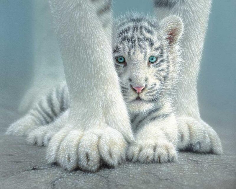 White Tiger Cub — Calm, Photograph, Paws