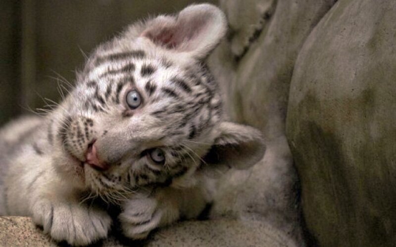 White Tiger Cub — Calm, Photograph, Rock