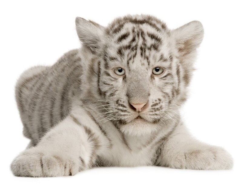 White Tiger Cub — Calm, Photograph, Stripes