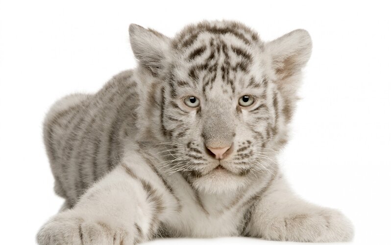 White Tiger Cub — Calm, Photograph, Stripes, Whiskers