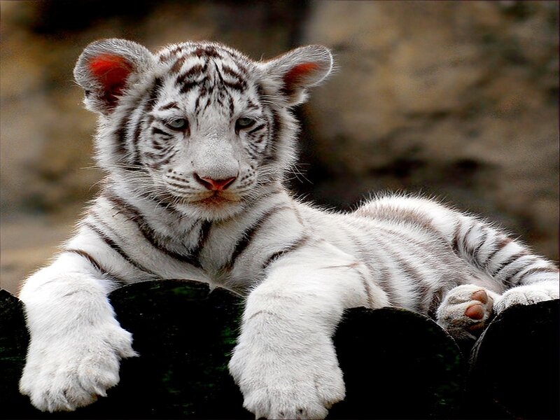 White Tiger Cub — Calm, Photograph