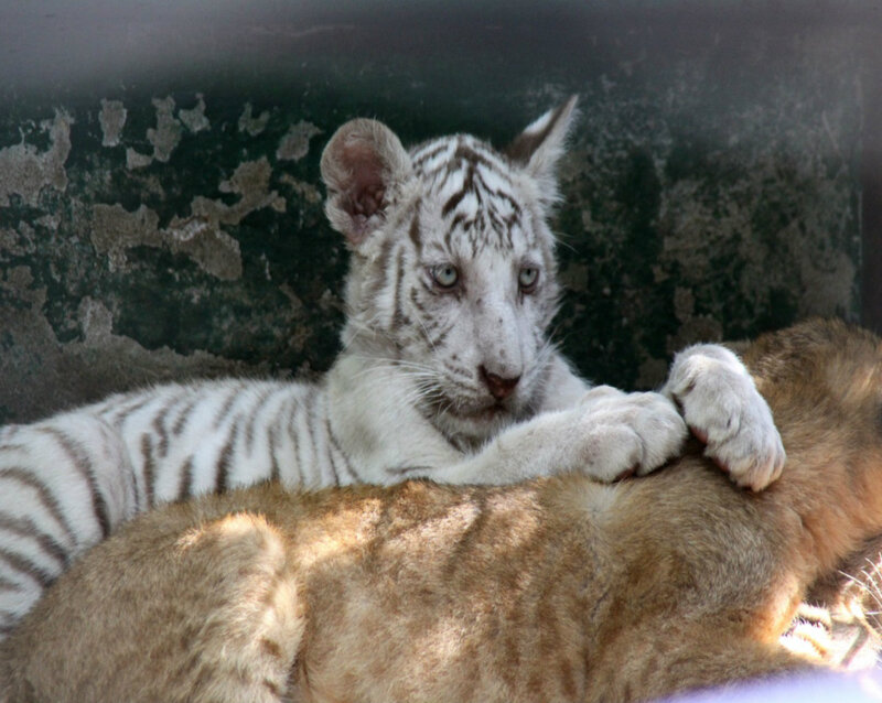White Tiger Cub — Calm, Photograph, Tiger Cub, Lion