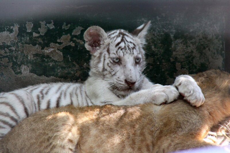 White Tiger Cub — Calm, Photograph, Tiger Cub