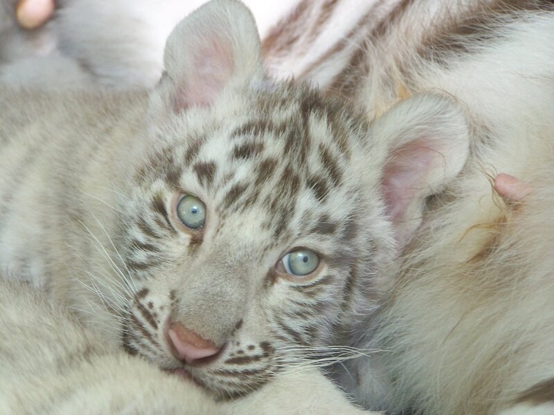 White Tiger Cub — Calm, Photograph, Whiskers, Gray