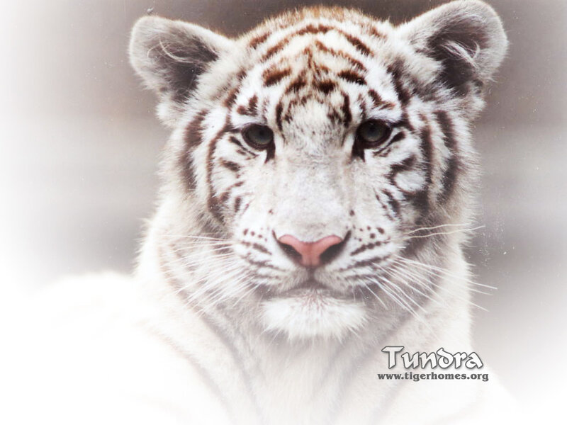 White Tiger Cub — Calm, Photograph, Whiskers, Stripes