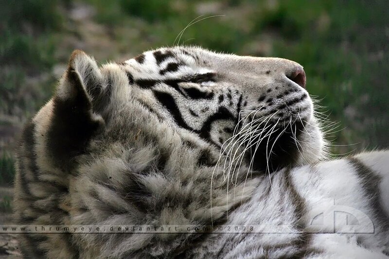 White Tiger Cub — Calm, Photograph, Whiskers