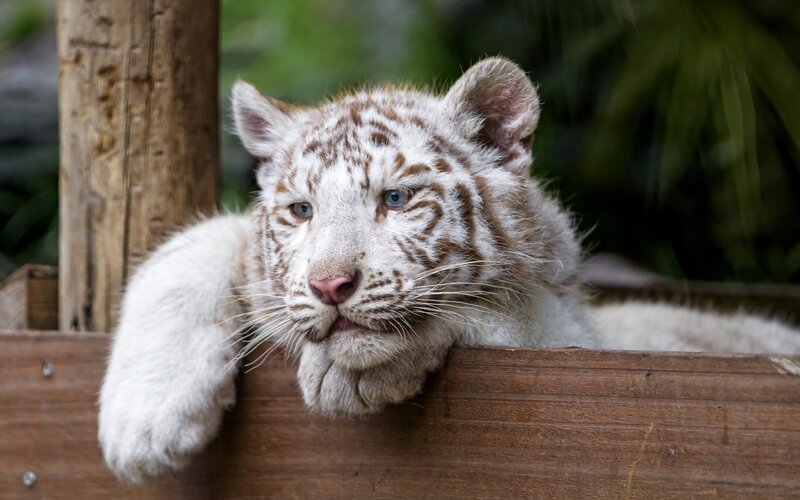 White Tiger Cub — Calm, Photograph, Wooden Structure