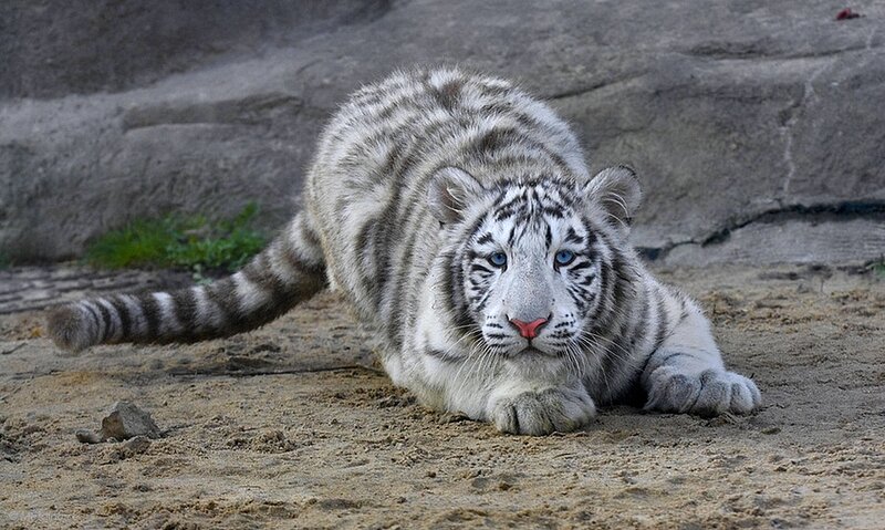 White Tiger Cub — Calm