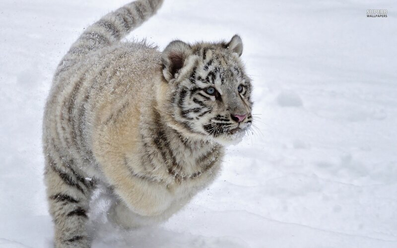 White Tiger Cub — Calm, Winter, Photograph, Snow, Tail