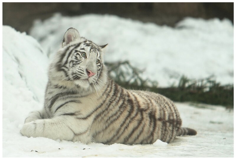 White Tiger Cub — Calm, Winter, Photograph