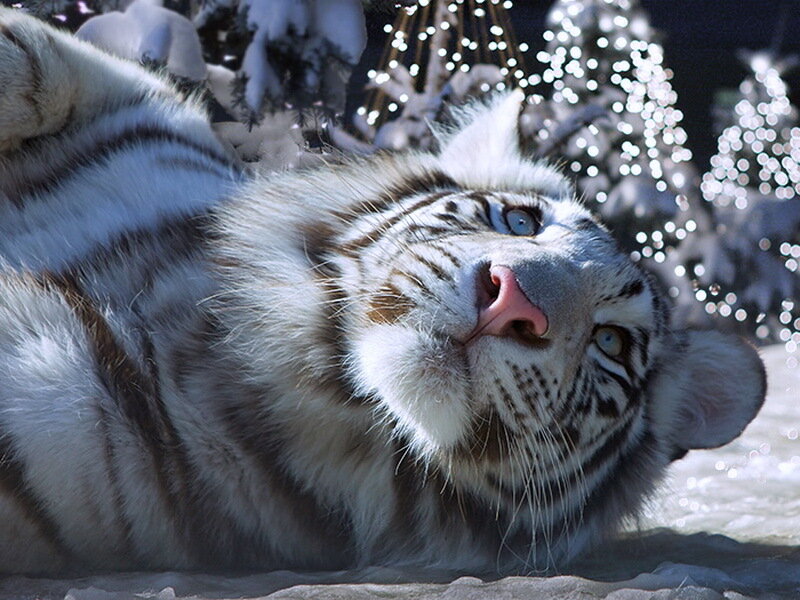 White Tiger Cub — Calm, Winter