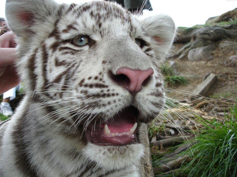 White tiger cub close-up