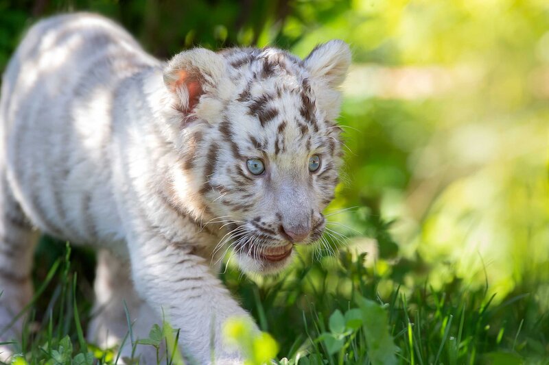 White Tiger Cub — Curious, Afternoon, Photograph