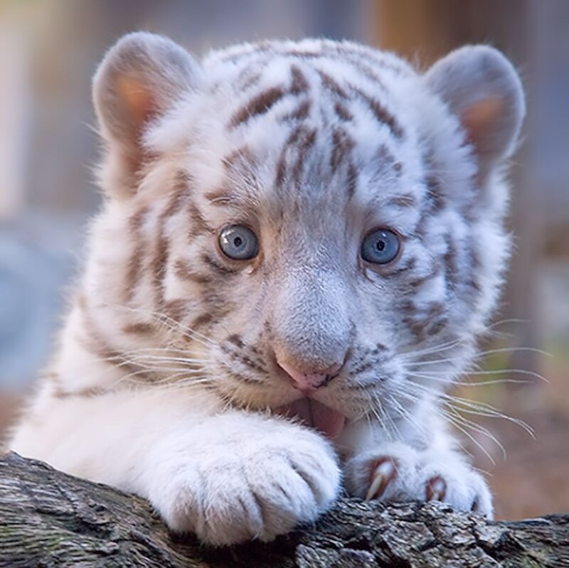 White Tiger Cub — Curious, Photograph